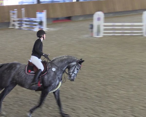 Reitturnier Zwickau 2024