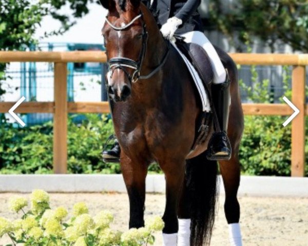 horse Fenice (Oldenburg, 2018, from Foundation 2)