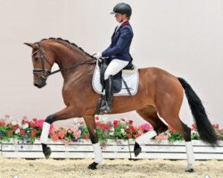 Pferd Stute von Zack / Quattro B (Oldenburger, 2019, von Zack)