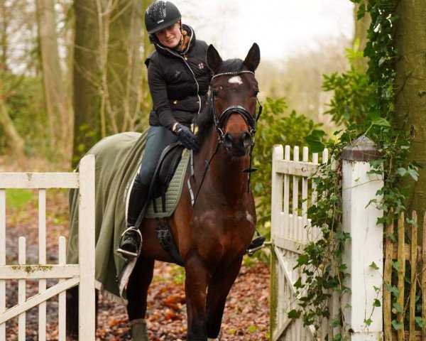 jumper Beneidenswert S (Westphalian, 2019, from Bel Amour 3)