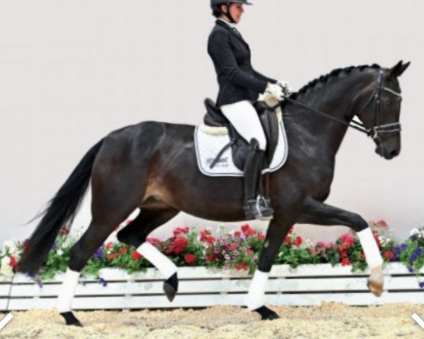 horse Bernstein Fb (Oldenburg, 2017, from Bon Coeur)