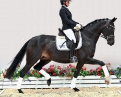 horse Bernstein Fb (Oldenburg, 2017, from Bon Coeur)