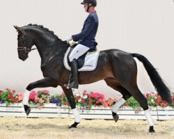 Pferd Hengst von Baron (DK) / Don Romantic (Oldenburger, 2019, von Blue Hors Baron)
