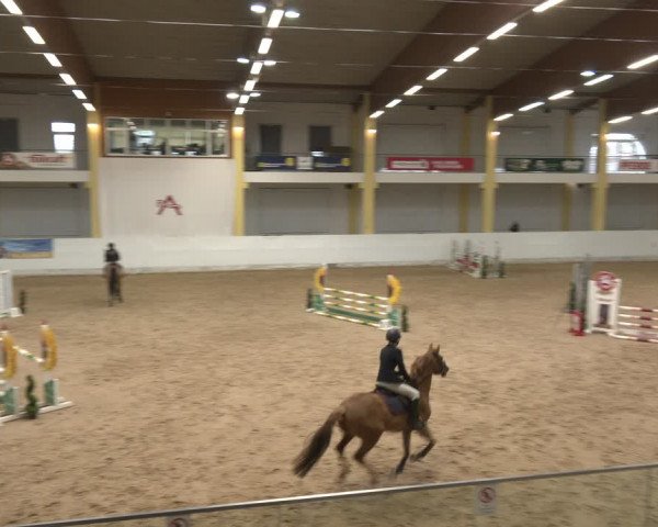 Reitturnier Stadl-Paura 2024