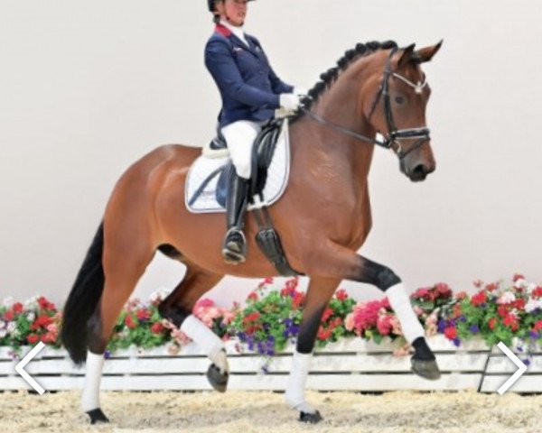 horse Vergissmeinnicht 7 (Oldenburg, 2017, from Vitalis)
