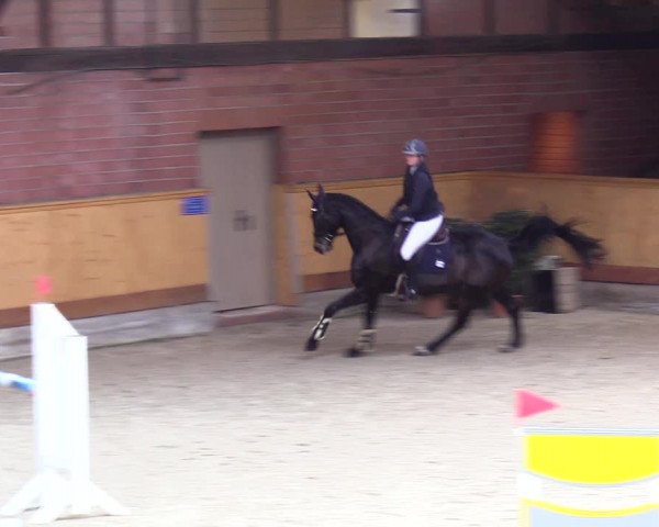 Reitturnier Hamburg-Friedrichshulde/Sylva Kuhrt 2024