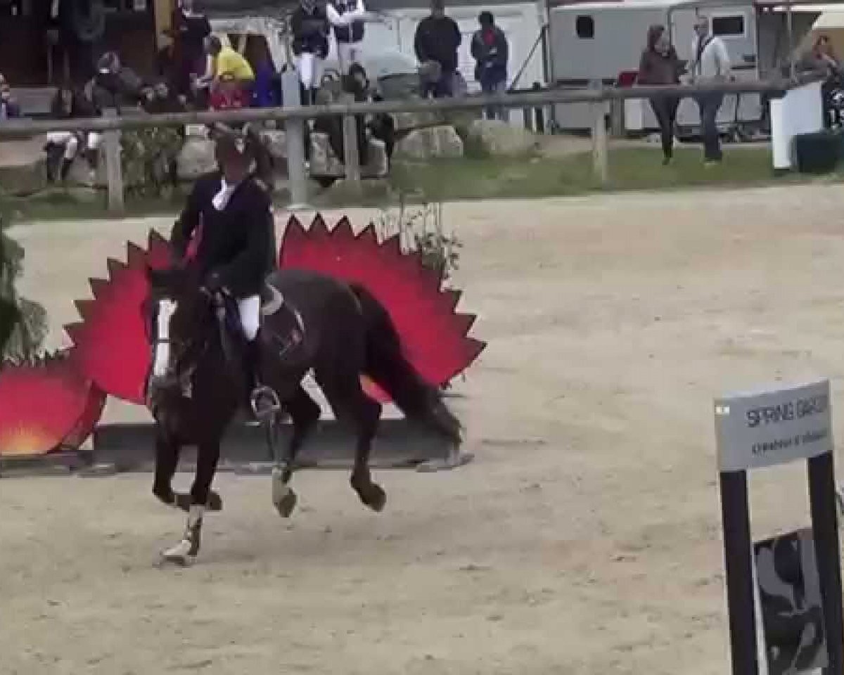 Springpferd Oh Galant Sauvage (Selle Français, 2002, von Kannan)