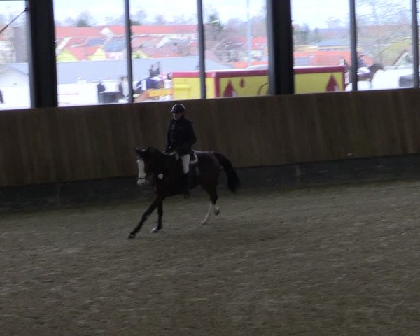 Reitturnier Zwickau 2024