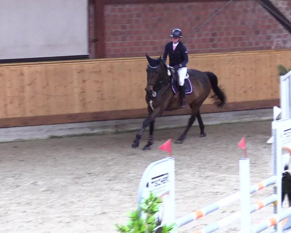 Reitturnier Hamburg-Friedrichshulde/Sylva Kuhrt 2024
