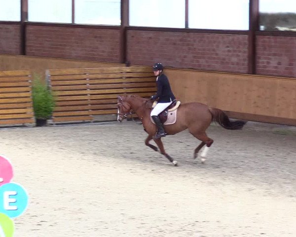 Reitturnier Hamburg-Friedrichshulde/Sylva Kuhrt 2024