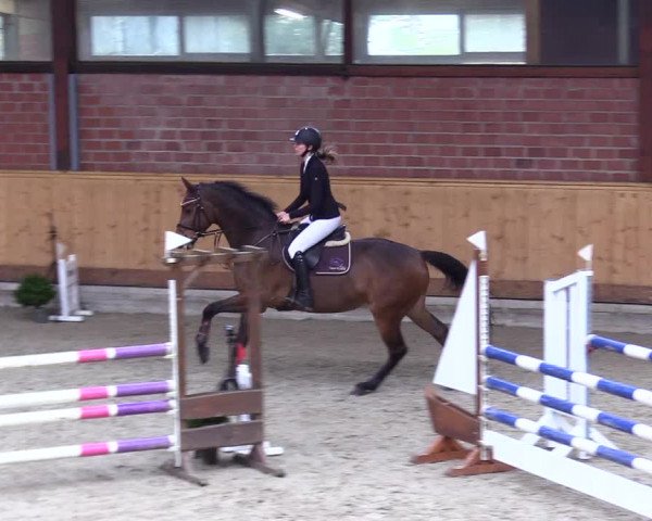 Reitturnier Hamburg-Friedrichshulde/Sylva Kuhrt 2024