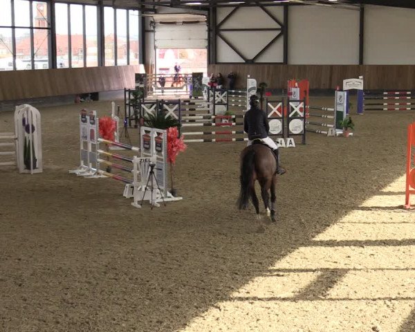 Reitturnier Zwickau 2024