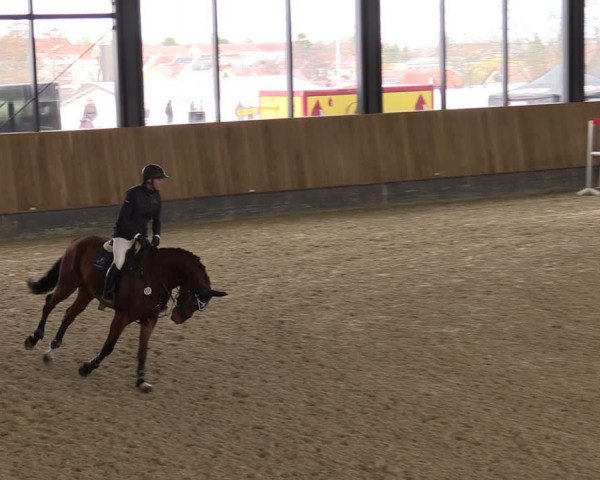 Reitturnier Zwickau 2024