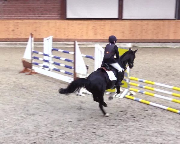 Reitturnier Hamburg-Friedrichshulde/Sylva Kuhrt 2024