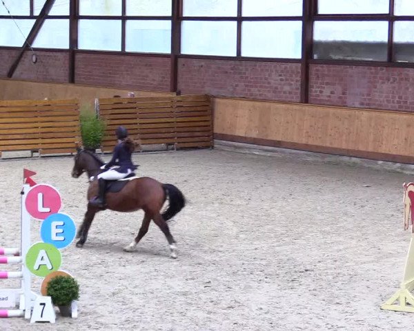 Reitturnier Hamburg-Friedrichshulde/Sylva Kuhrt 2024