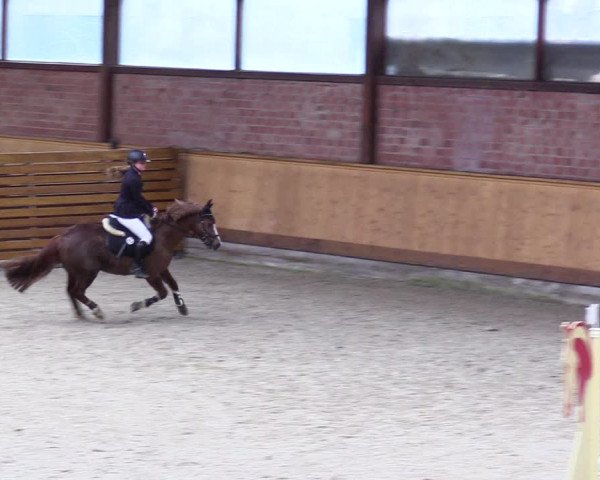 Reitturnier Hamburg-Friedrichshulde/Sylva Kuhrt 2024