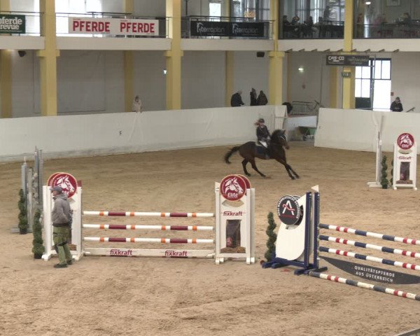 Reitturnier Stadl-Paura 2024