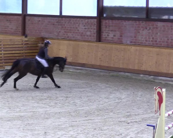Reitturnier Hamburg-Friedrichshulde/Sylva Kuhrt 2024