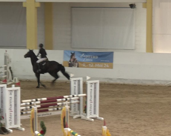 Reitturnier Stadl-Paura 2024