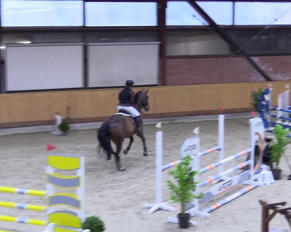Reitturnier Hamburg-Friedrichshulde/Sylva Kuhrt 2024
