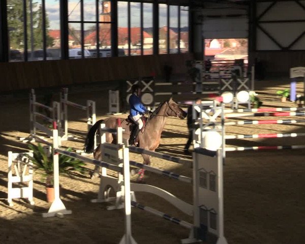 Reitturnier Zwickau 2024