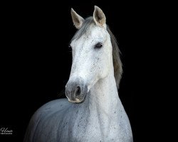 dressage horse Cheers to Chica (Pura Raza Espanola (PRE), 2008)