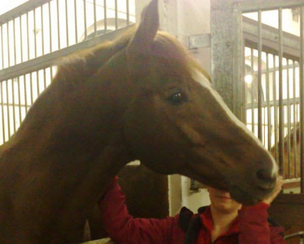stallion Mondras (Mecklenburg, 1994, from Monjul 3495)