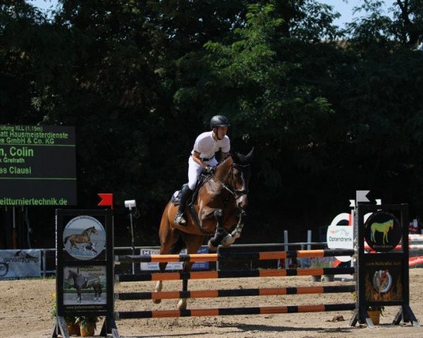 jumper Crass Clausi (Oldenburg show jumper, 2008, from Cellestial)