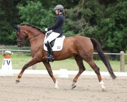 dressage horse Bacardi 261 (German Sport Horse, 2017, from Ben Benicio)