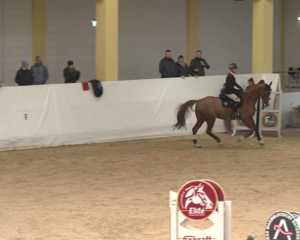 Reitturnier Stadl-Paura 2024