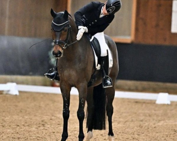 dressage horse Forty Eight VEC (Holsteiner, 2018, from For Romance I)