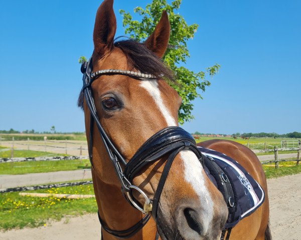 jumper Argentinus (German Riding Pony, 2014, from Arongo N)