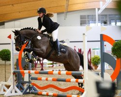 dressage horse Be Happy 50 (German Riding Pony, 2011, from Bolero II)