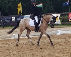 dressage horse Ghost 53 (Belgian Riding Pony, 2008)