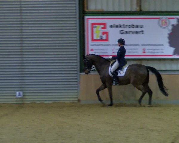 Reitturnier Rhede 2024