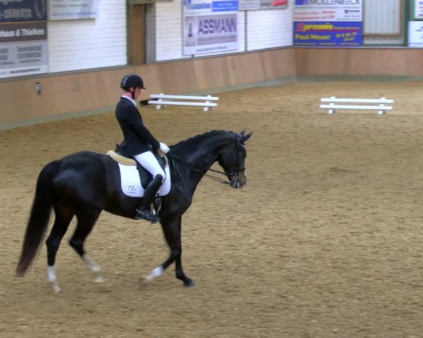Reitturnier Rhede 2024