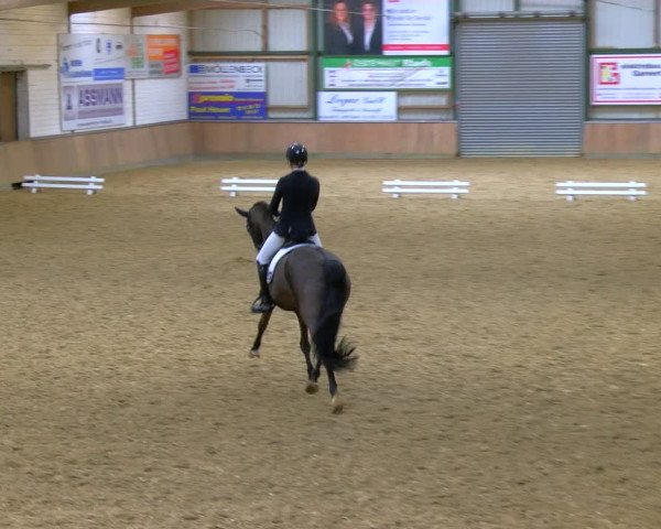 Reitturnier Rhede 2024