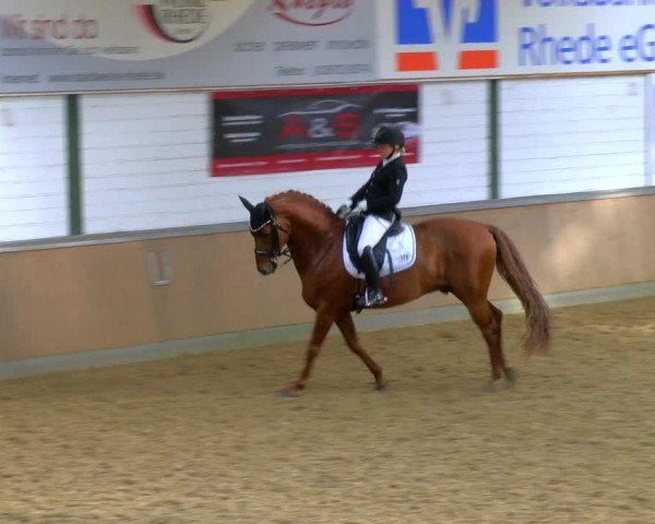 Reitturnier Rhede 2024