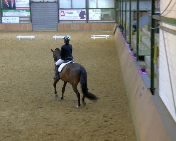Reitturnier Rhede 2024