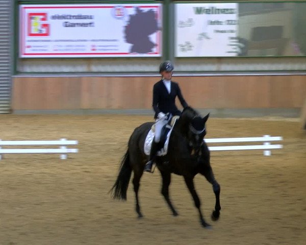 Reitturnier Rhede 2024