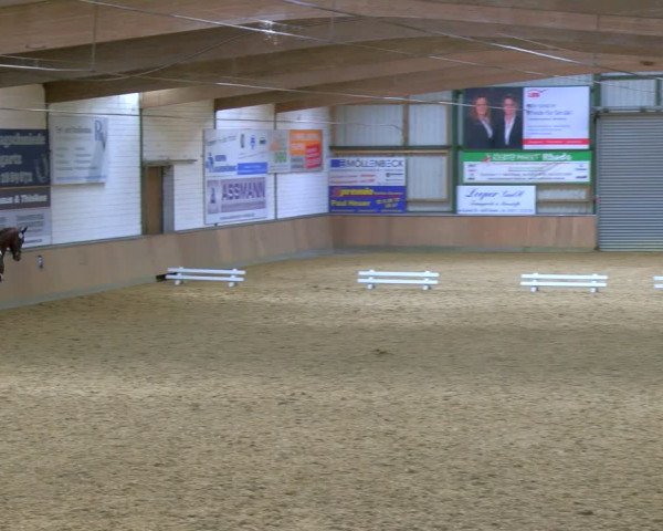 Reitturnier Rhede 2024