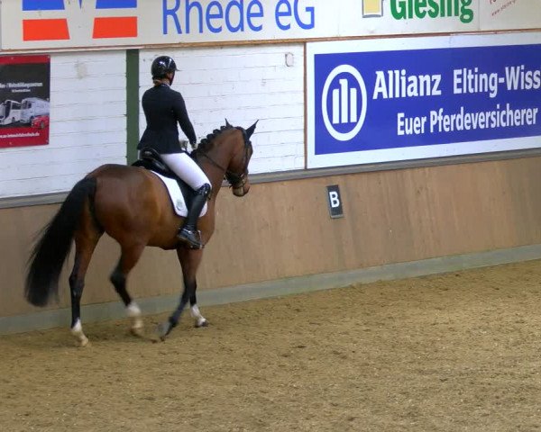 Reitturnier Rhede 2024