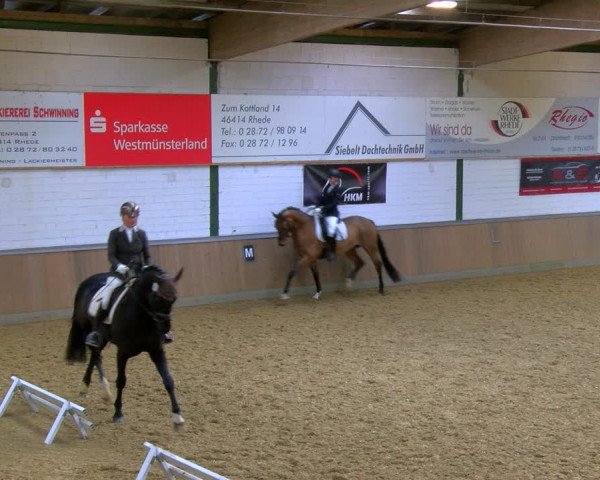 Reitturnier Rhede 2024