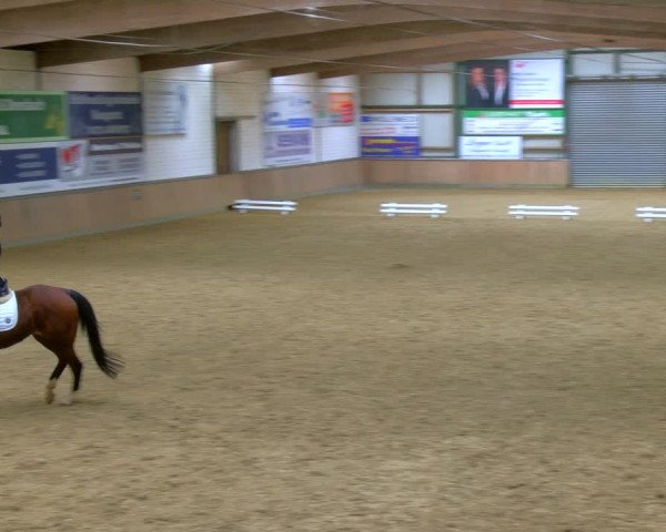 Reitturnier Rhede 2024