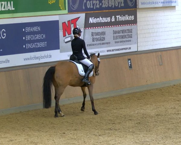 Reitturnier Rhede 2024