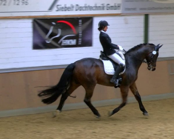 Reitturnier Rhede 2024