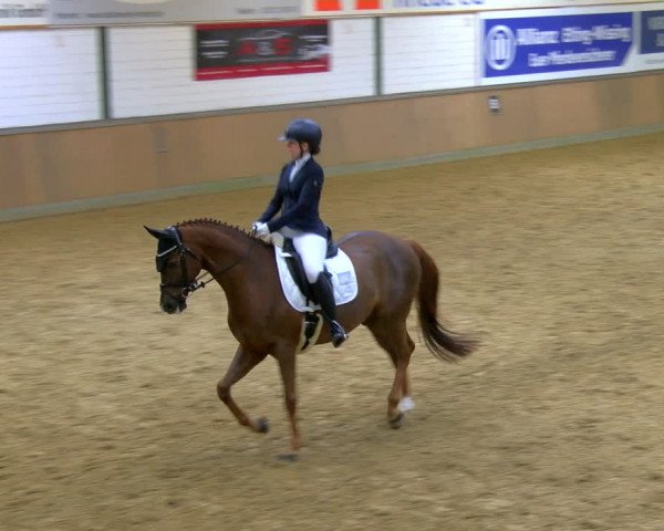 Reitturnier Rhede 2024