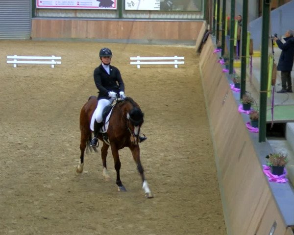 Reitturnier Rhede 2024