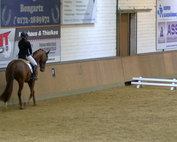 Reitturnier Rhede 2024