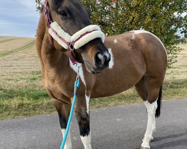 horse CG Impressive Bonanza (Paint Horse, 2017) horse CG Impressive Bonanza (Paint Horse, 2017)